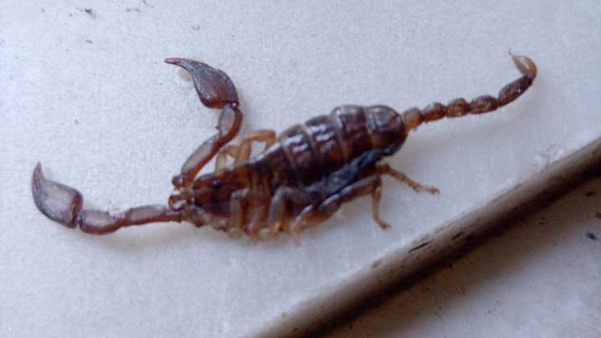 turisti romani grecia scorpioni