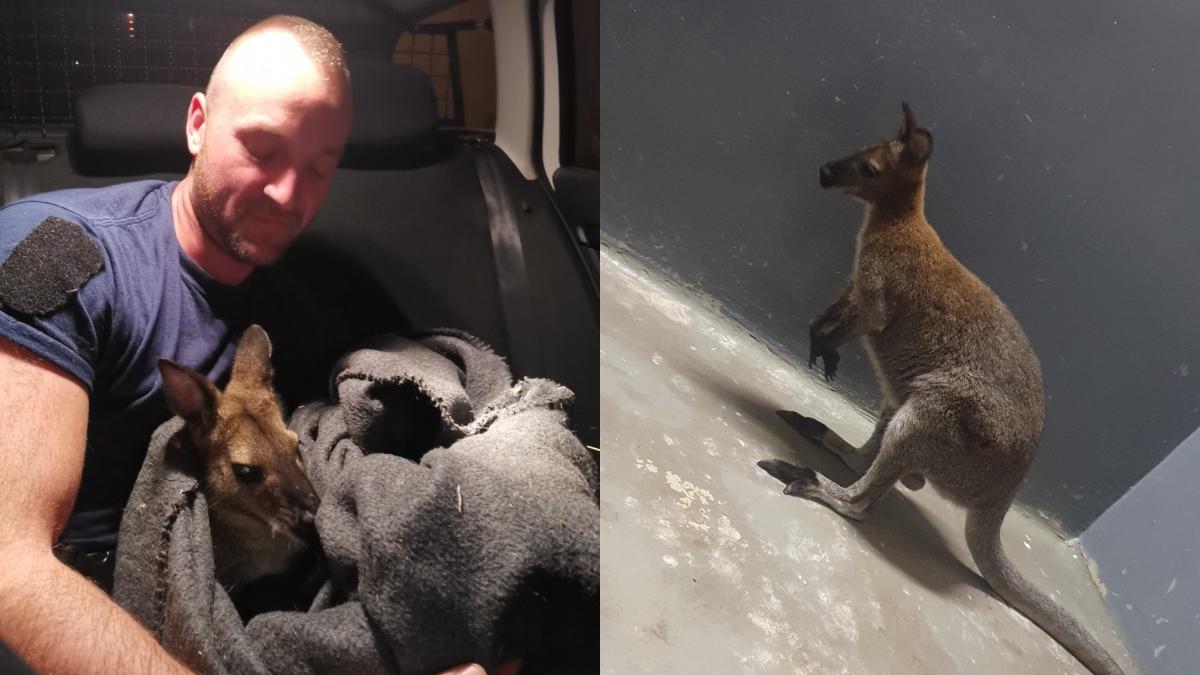 politisti maghiati fugarit cangur strazi budapesta prins patura