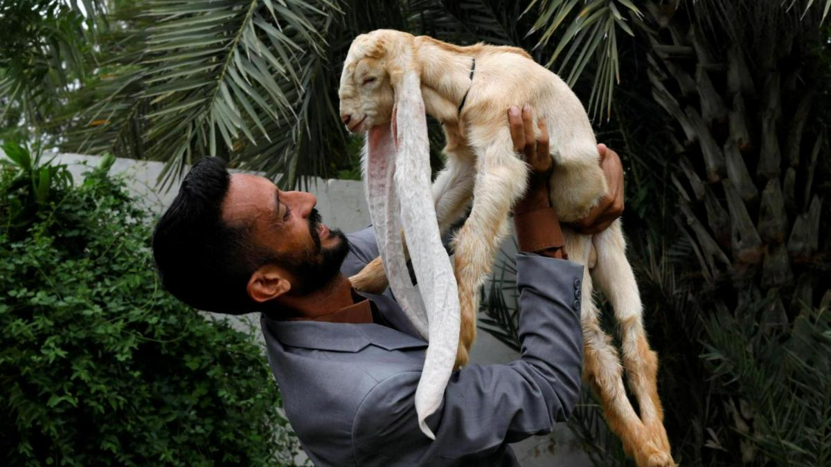 capra cele mai lungi urechi simba