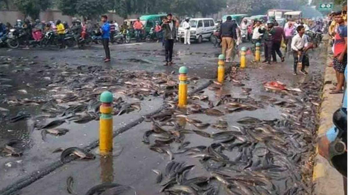 oras india ploaie pesti