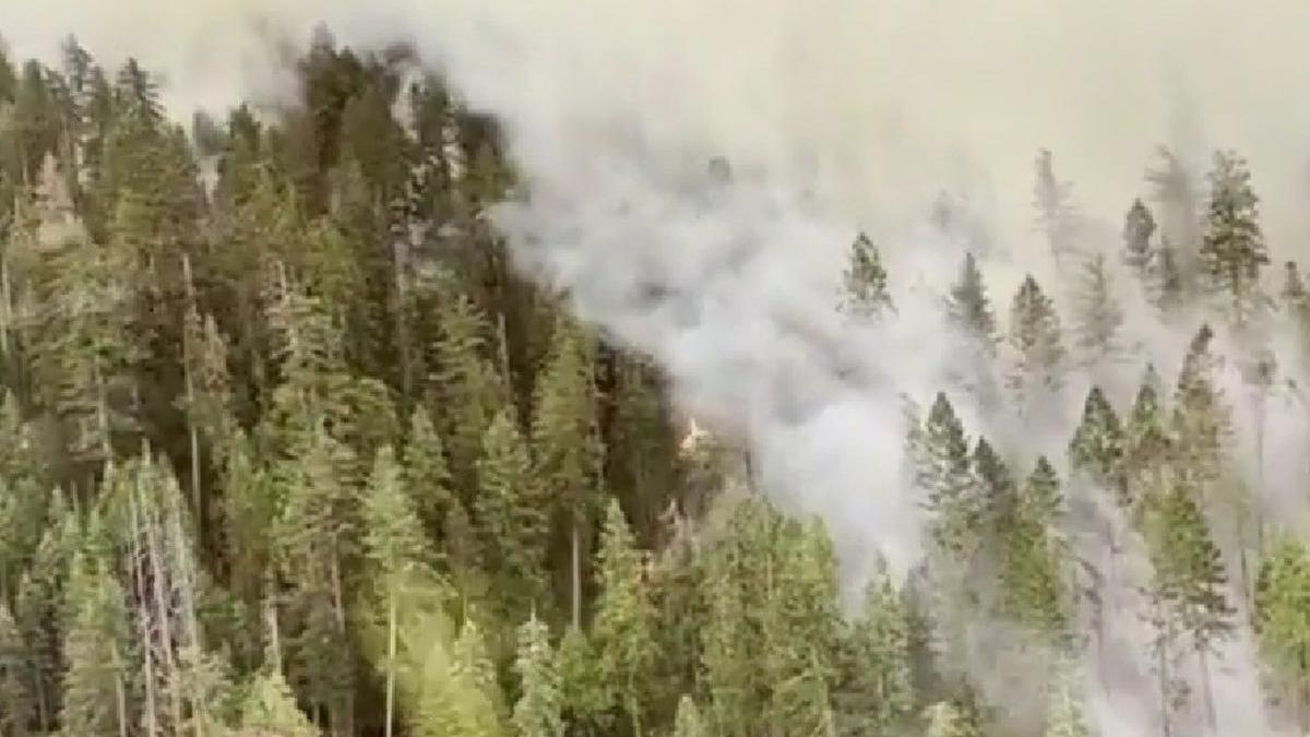 padure cei mai inalti copaci din lume pericol incendiu california