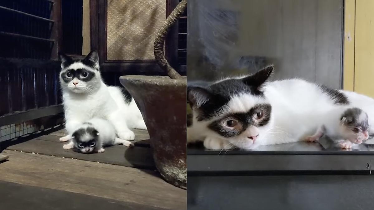 zorro bandit tata fiu motani indonezia celebri tiktok