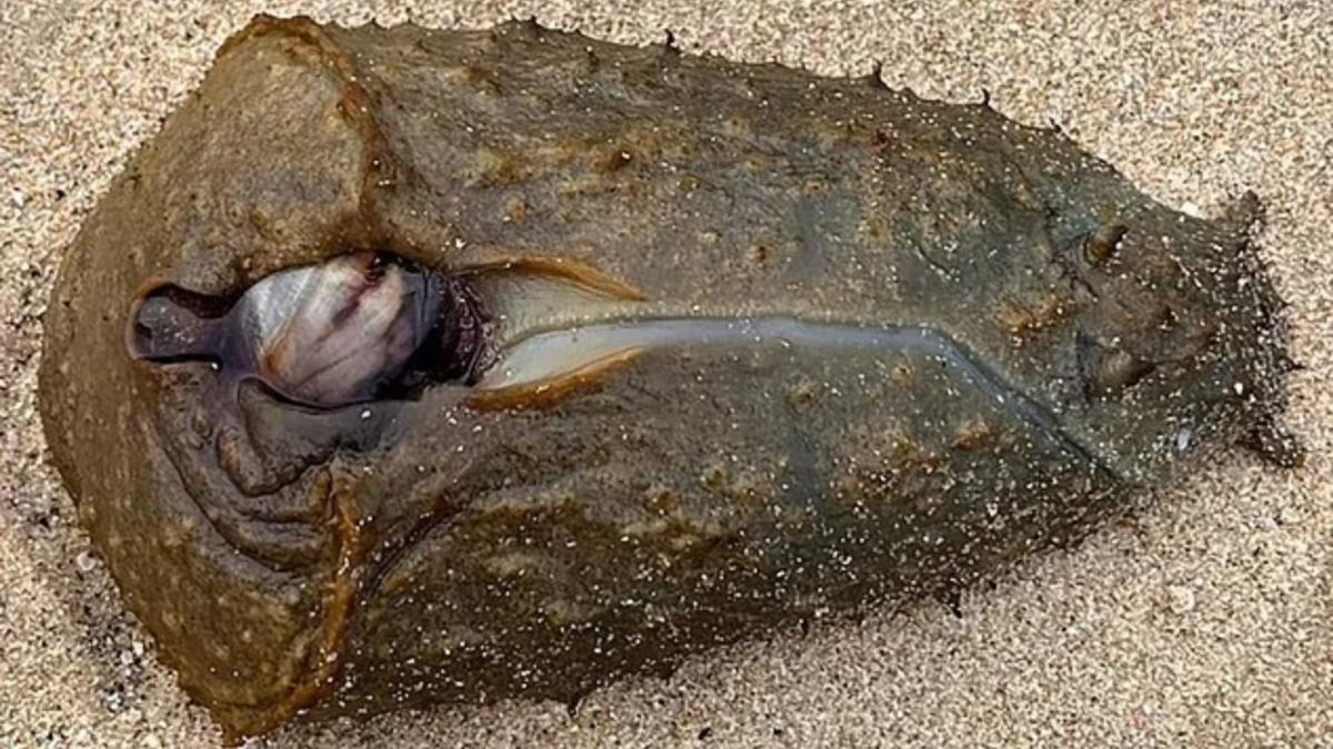 creaturi verzi extraterestri plaja australia