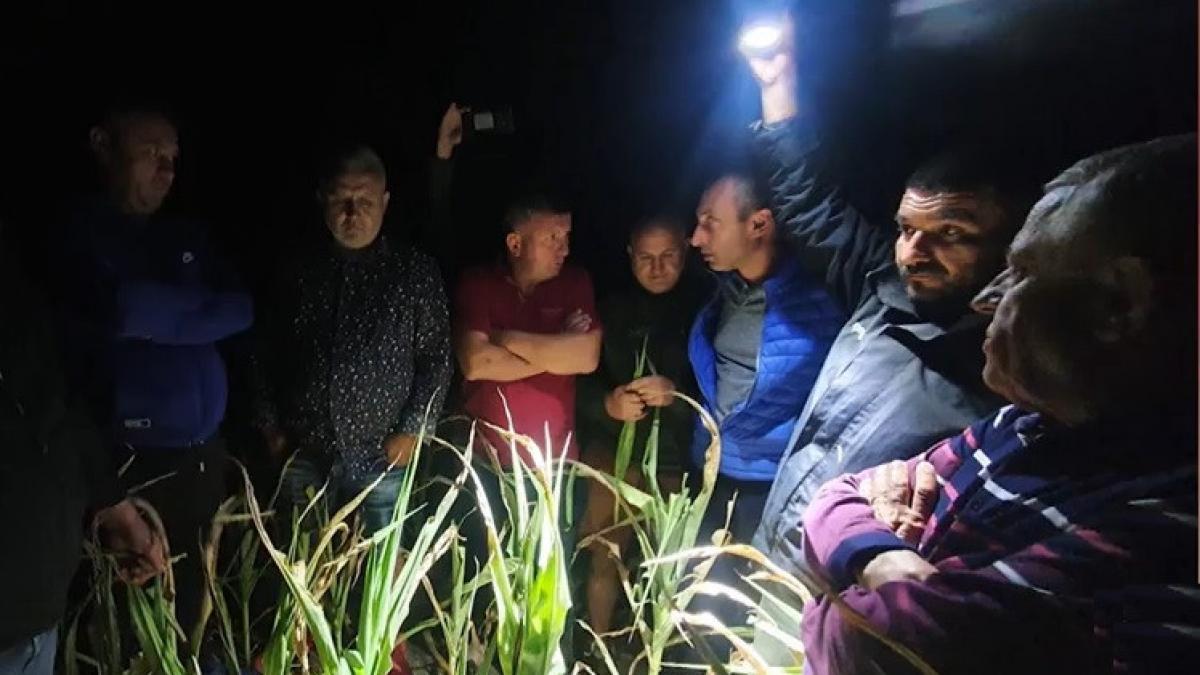 petre daea noaptea lan porumb