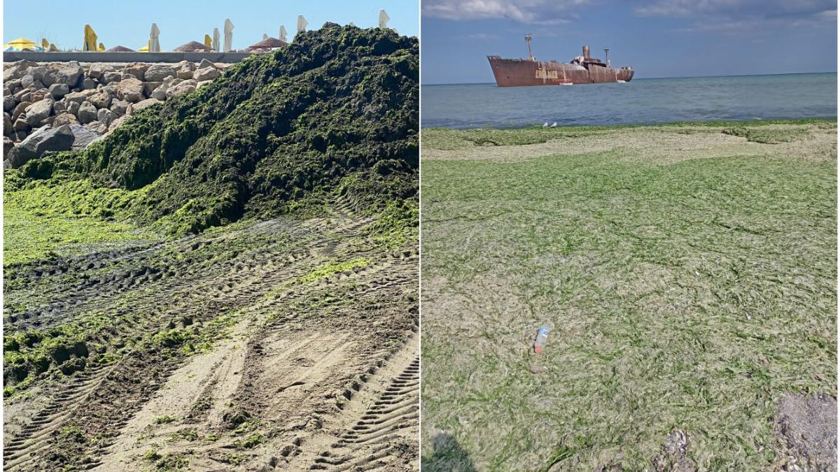 munti alge litoral turisti miros insuportabil plante verzi malul marii