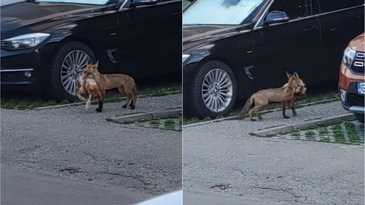 vulpe parcare targu jiu