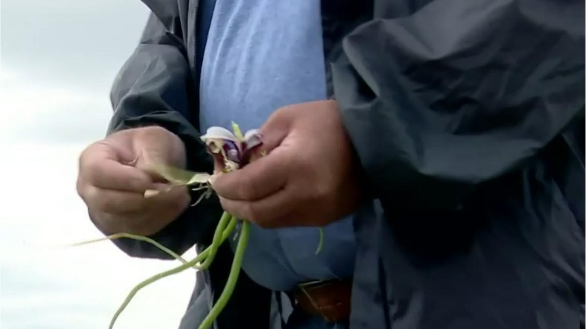 daunatori ceapa buzau