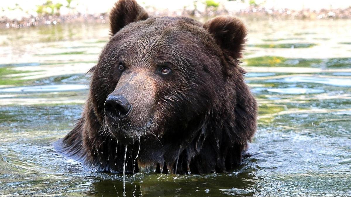 mesaj ro alert in toplita urs la strand