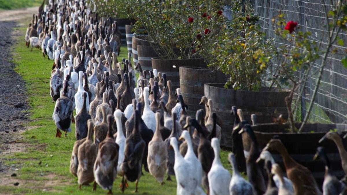 armata rate de paza crama africa de sud