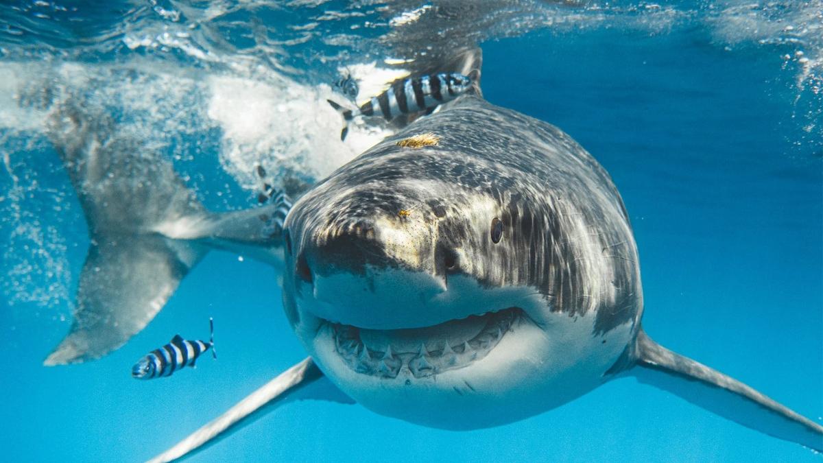 alerta pe plajele din spania rechinii au ajuns pe plajele din barcelona care este motivul