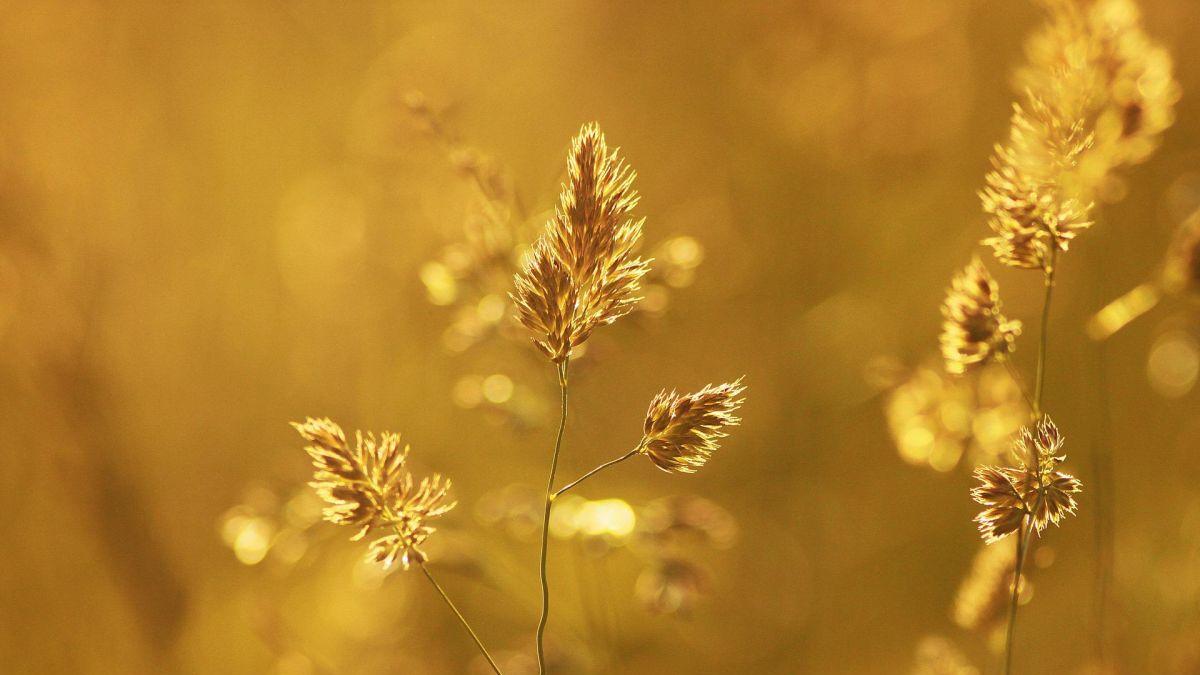 alina serban anm canicula