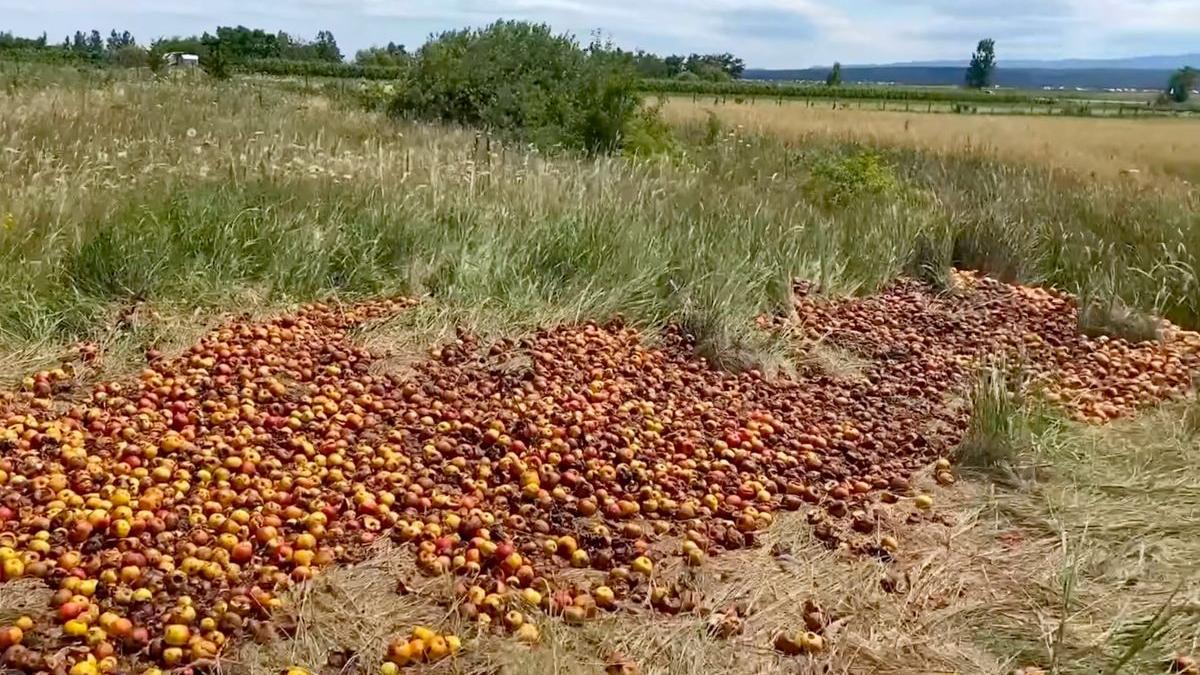 tone de mere de la falticeni aruncate in camp oamenii nu vor sa le ia nici pe gratis