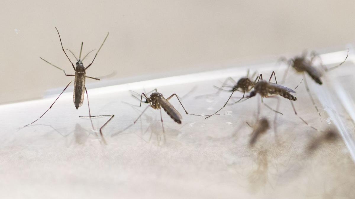 cum scapi de tantari trucuri spray pastile metode naturale