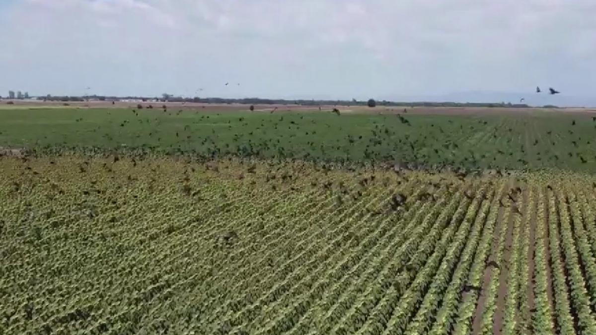 agricultori buzau terorizati invazie ciori pasari distrugeri camp