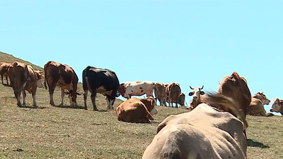 branza mai scumpa decat carne fermieri mancare vaci zero caloric