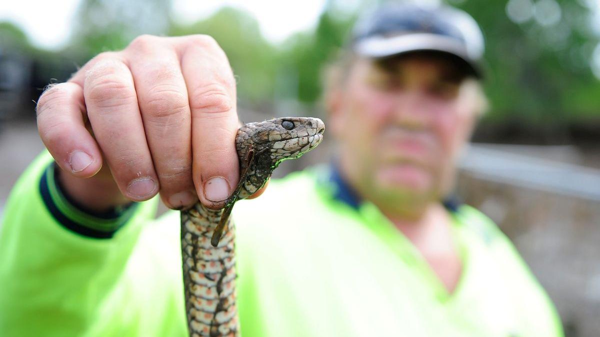barbat 71 ani spital trei muscaturi sarpe iasi
