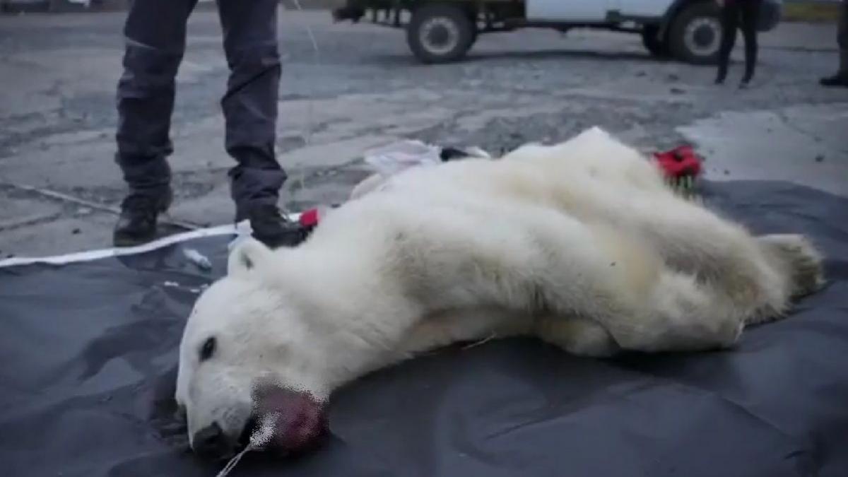 drama monetocika ursoaica polara limba cutie de conserve