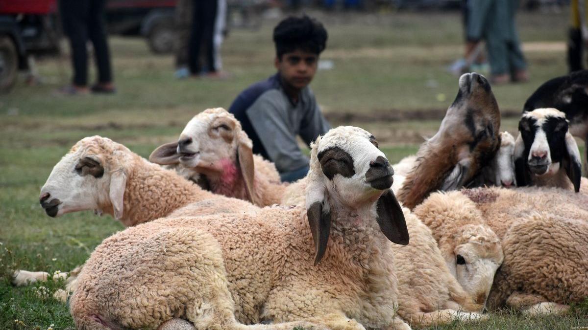 criza ciobani romania muncitori nepal bangladesh
