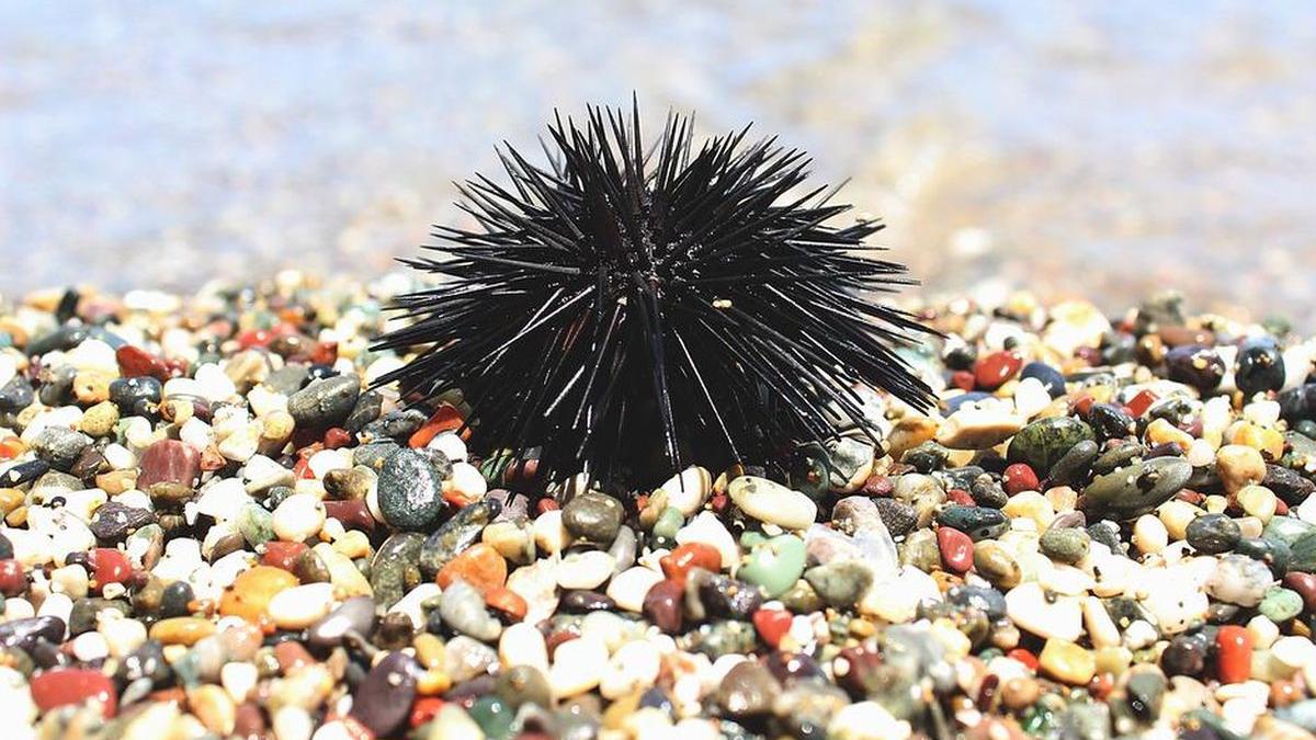 noua spaima turisti merg litoral intepatura arici mare