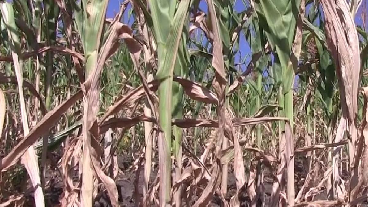 apel disperat fermieri romani culturi distruse totalitate