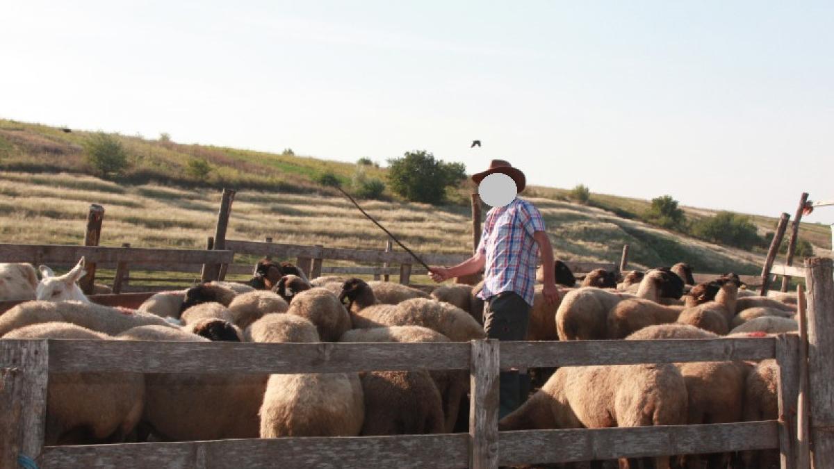 cioban omorat concubina inselat tuica