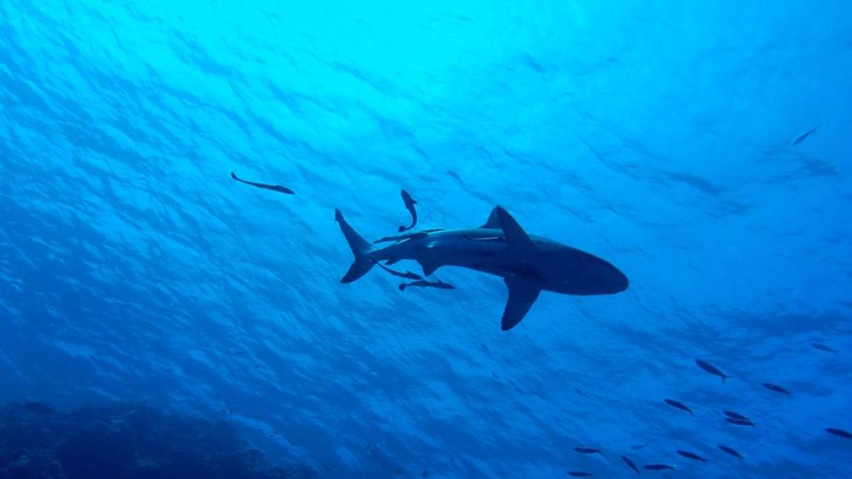 rechin plaja copil salvat florida