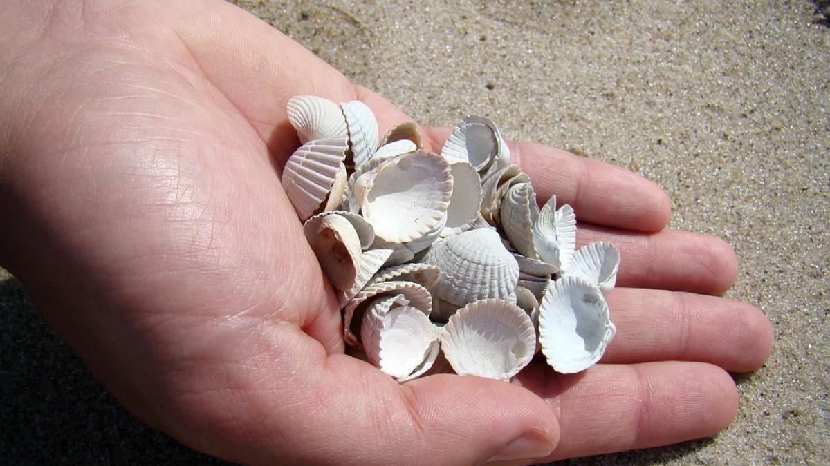 roman cearta sotie apel internauti