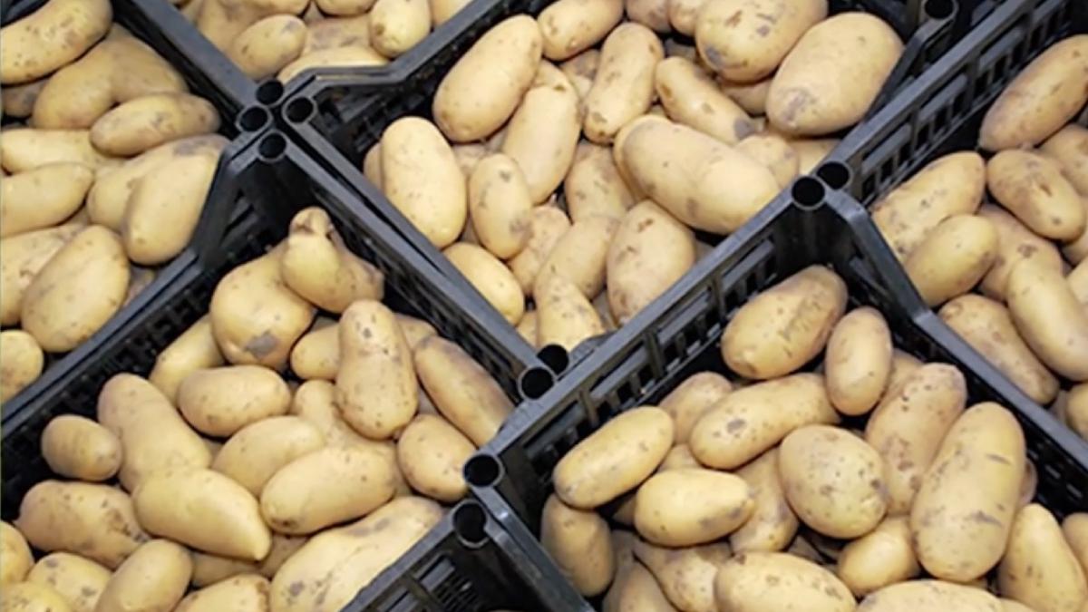 romanca italia fortata sa lucreze ferma conditii inumane