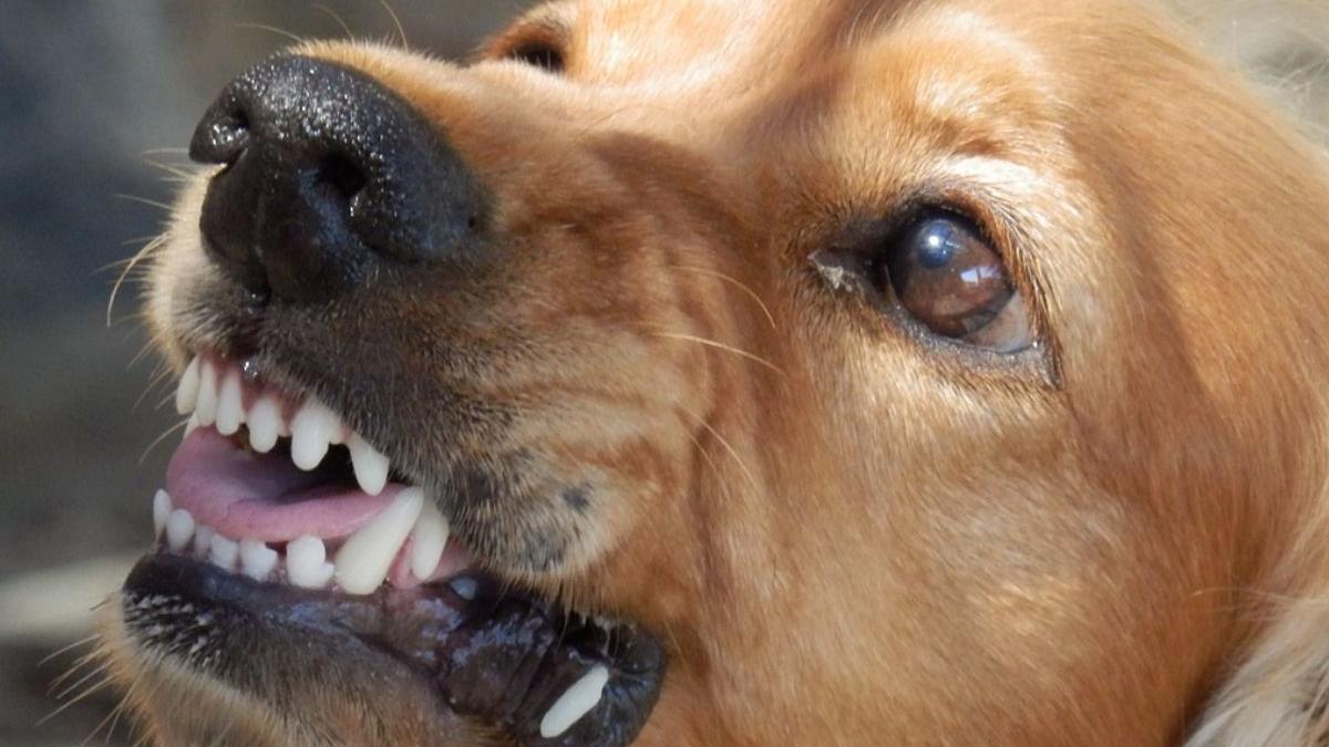 tanar retinut bistrita nasaud caini antrenati sa atace