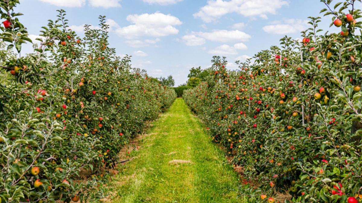 ingrijirea livezii 5 unelte activitati pomicole