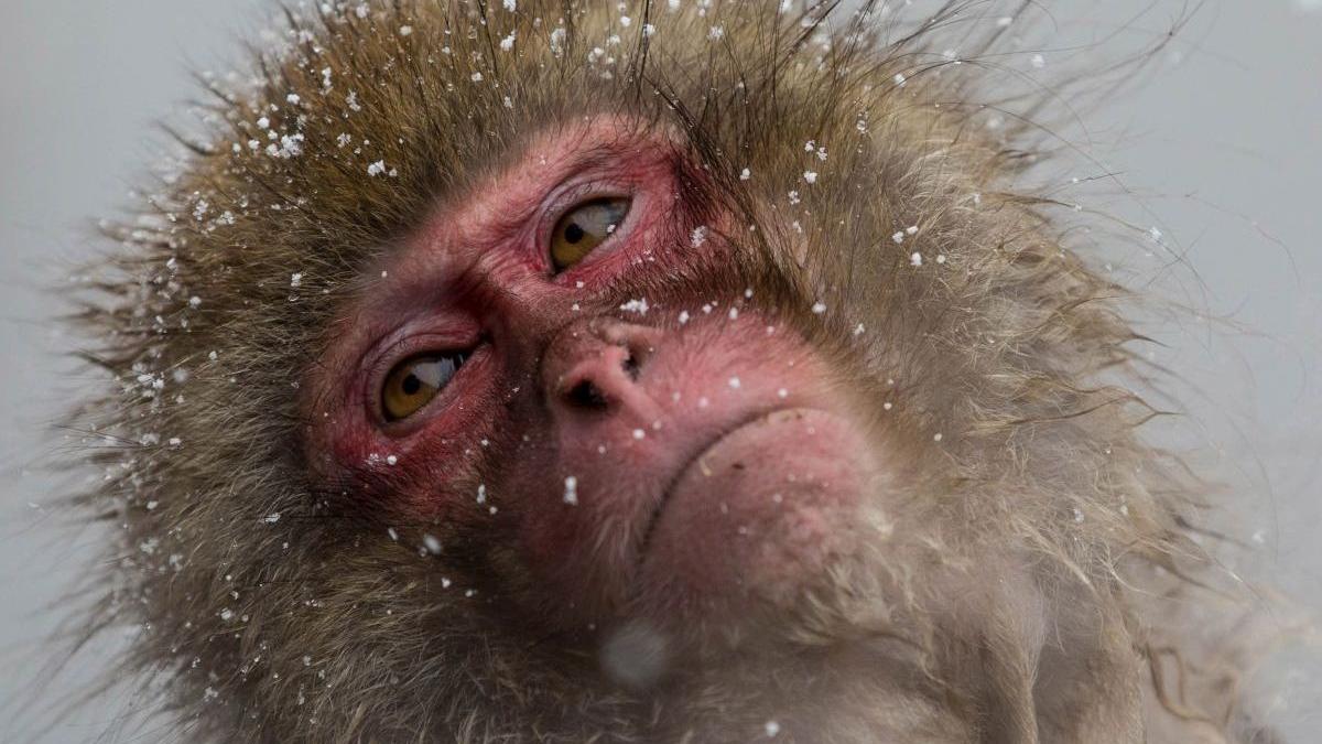 lider macaci atac oameni japonia