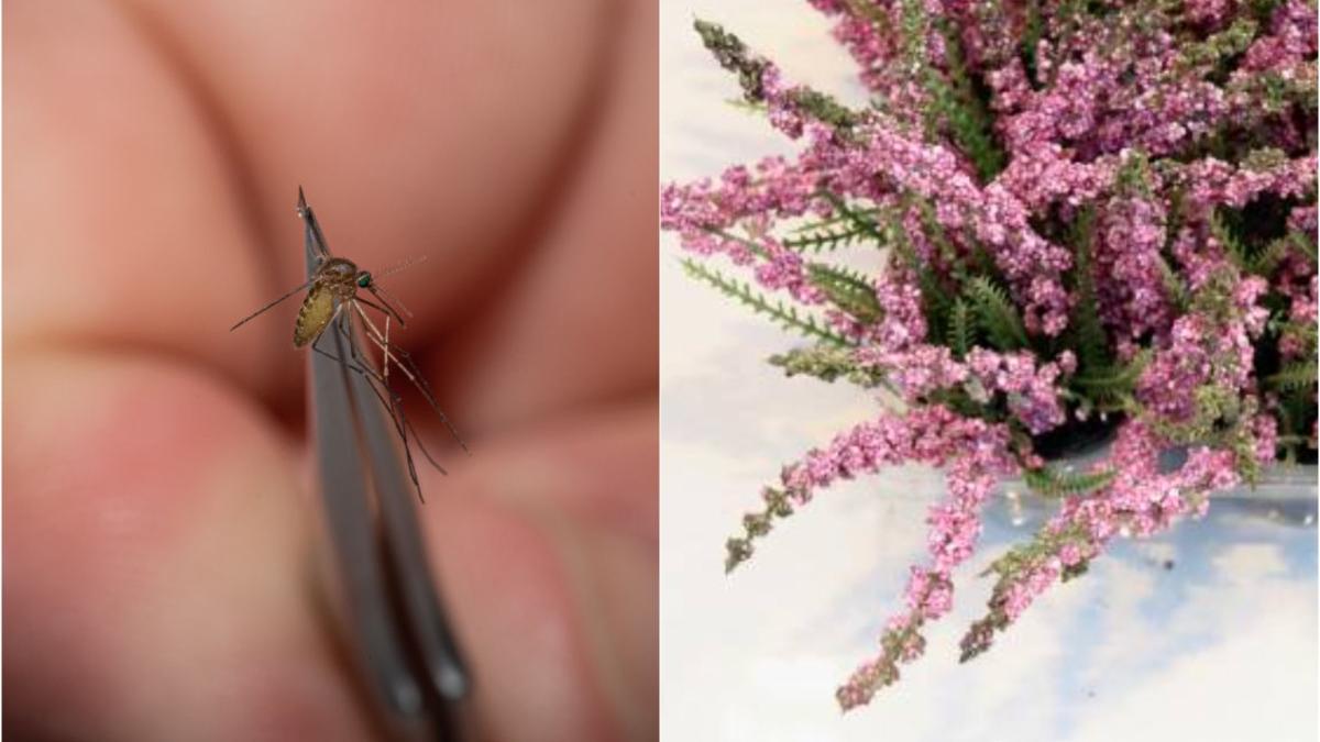 plante alunga tantarii metode naturiste ciupit tantar