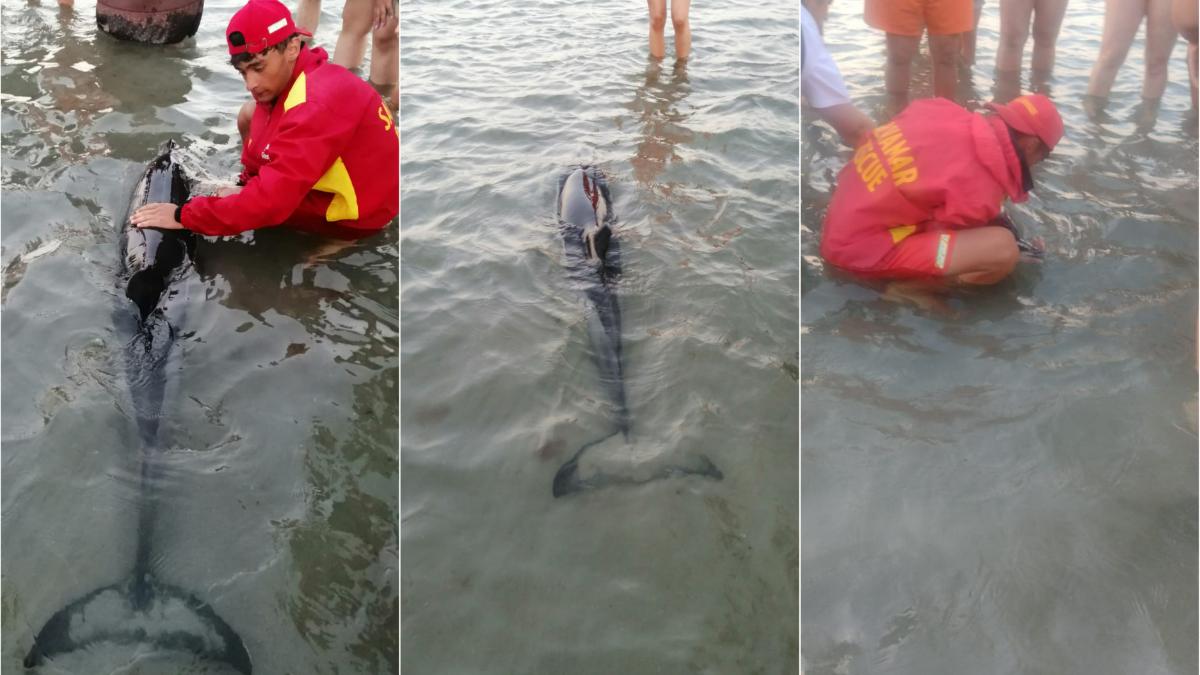 salvare pui delfin mamaia