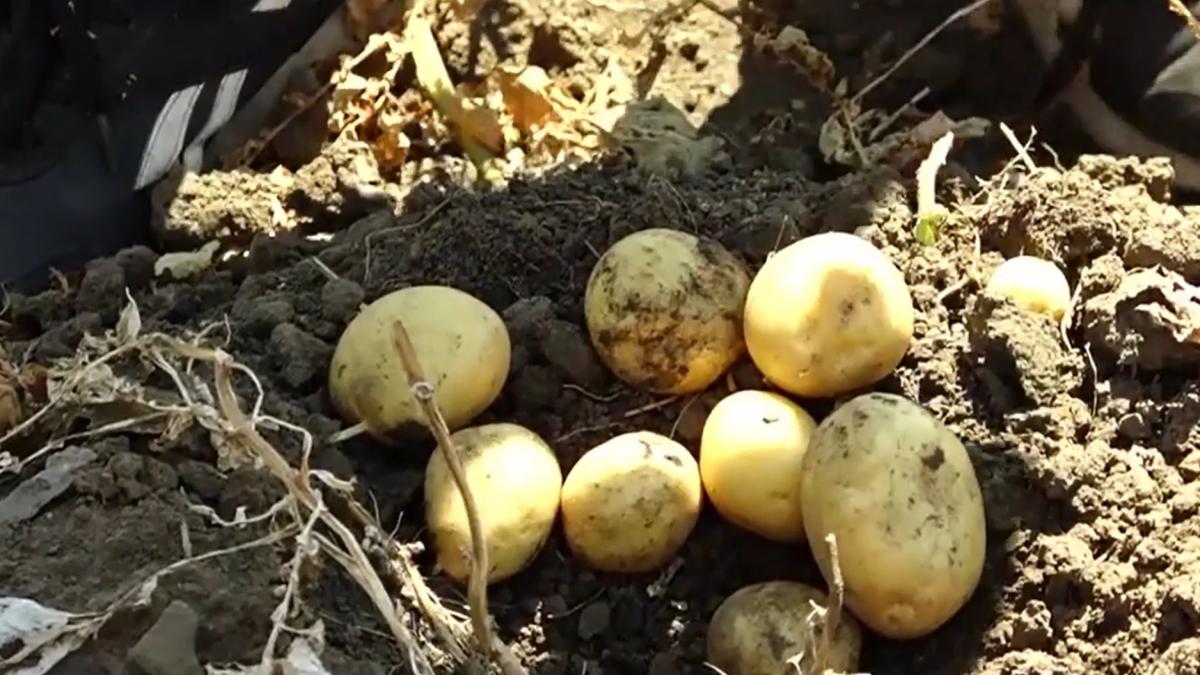 cartofi scumpire seceta agricultor catastrofa