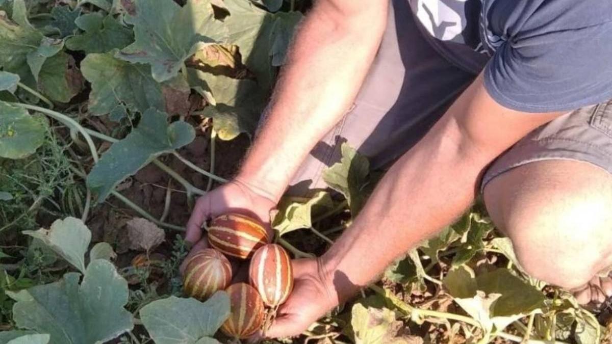 pepeni verzi de buzunar