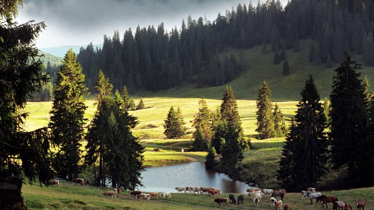 pret facturi gaz curent