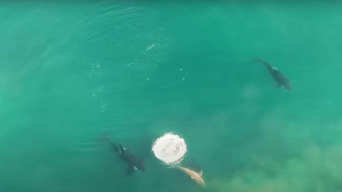 rechini albi filmati ucisi balene ucigase africa de sud