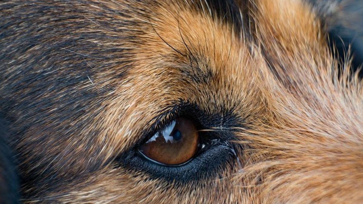 barbat hunedoara a omorat in bataie un caine