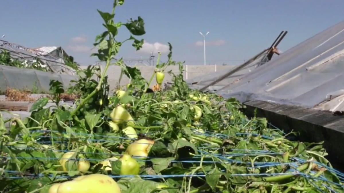 furtuna grindina ploaie topraisar constanta sere distruse