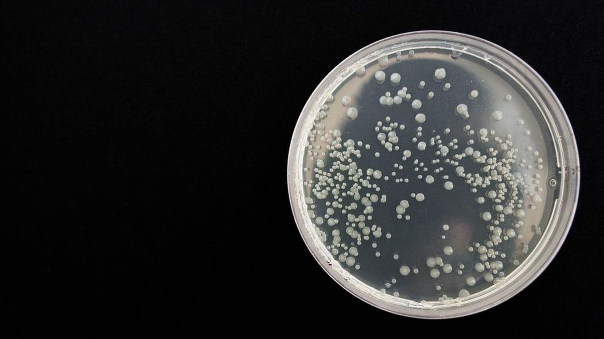 boala extrem contagioasa reapare patru decenii cazuri depistate tara europa