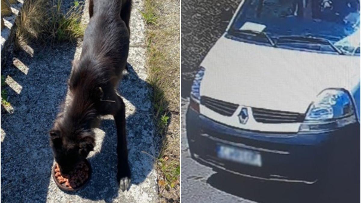 caine ranit sat din cluj sofer microbuz reclamatie politia animalelor