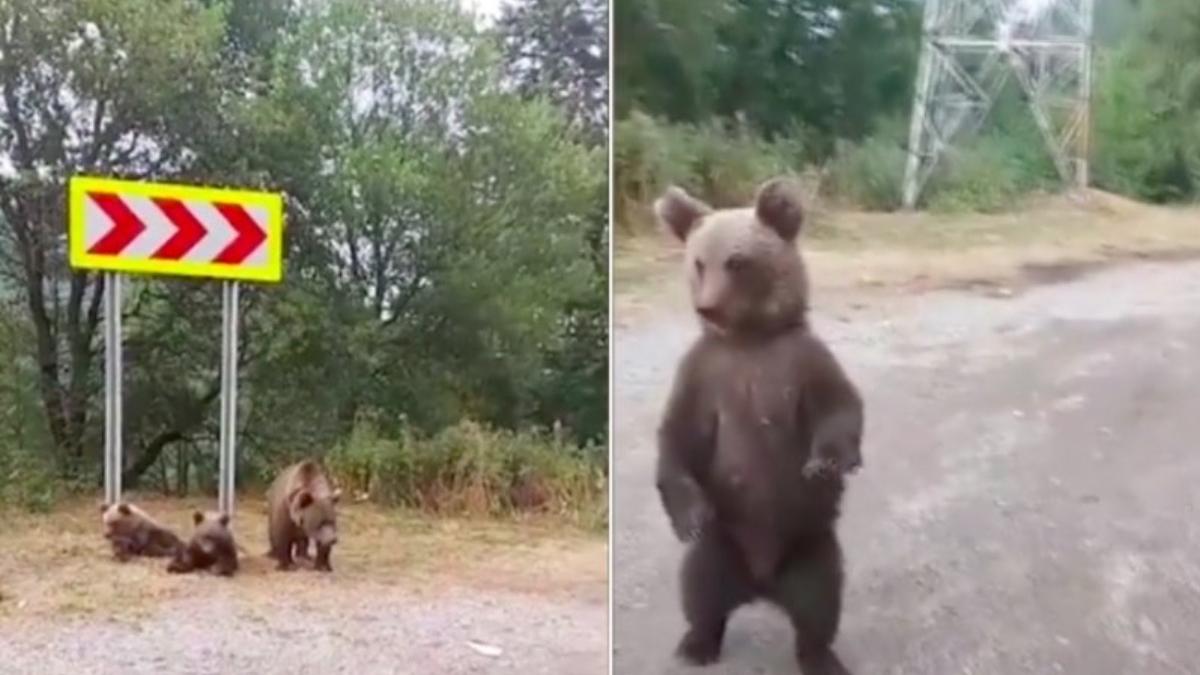 persoanele care hranesc ursii interdictie vizita lacul sfanta ana tinovul mohos