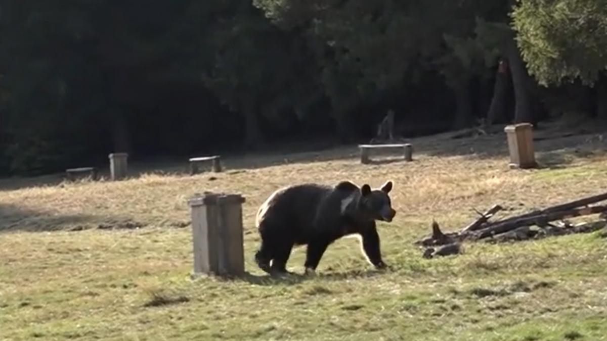 suma uriasa primita familie barbat ucis urs judetul mures