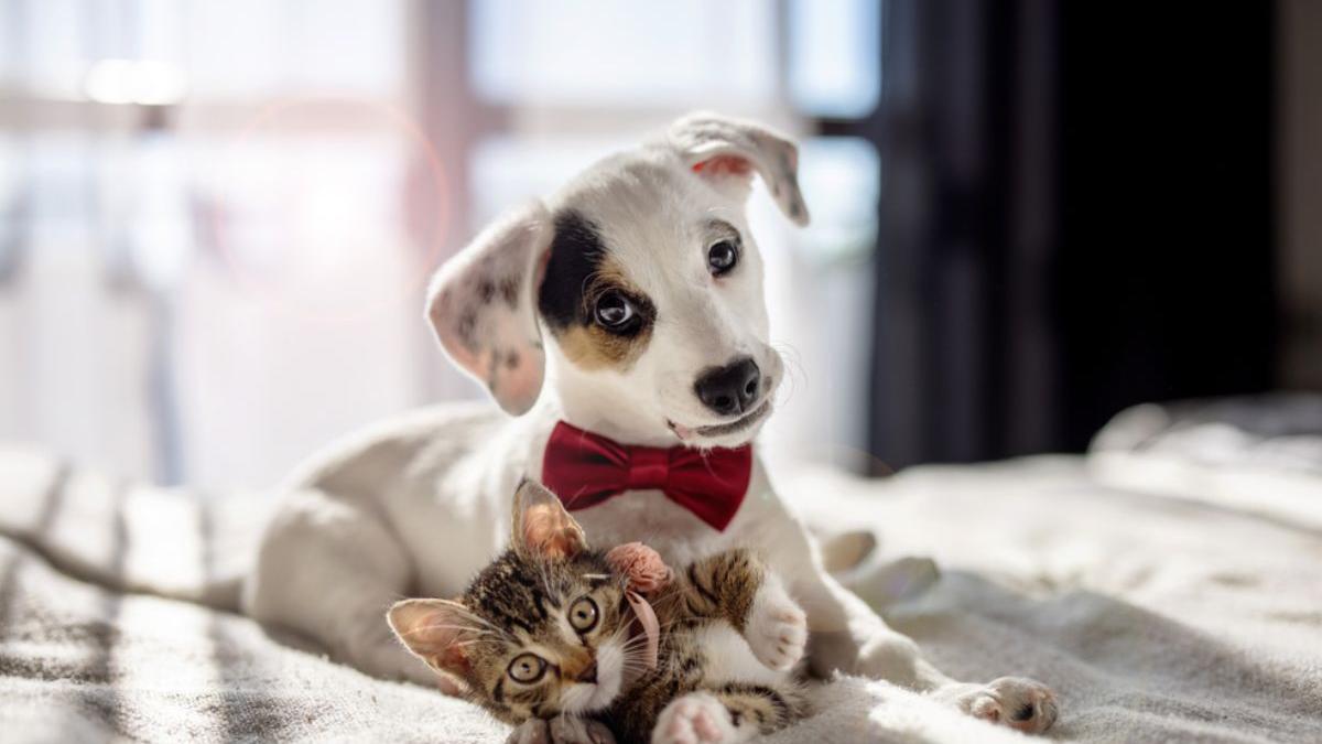 4 trucuri pentru a indeparta eficient parul de animale din casa