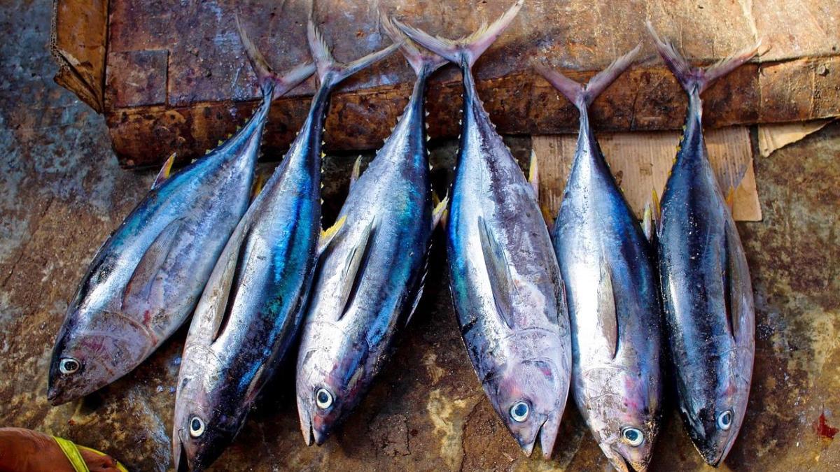 alerta alimentara romania peste metale grele import descoperit inspectorii anpc