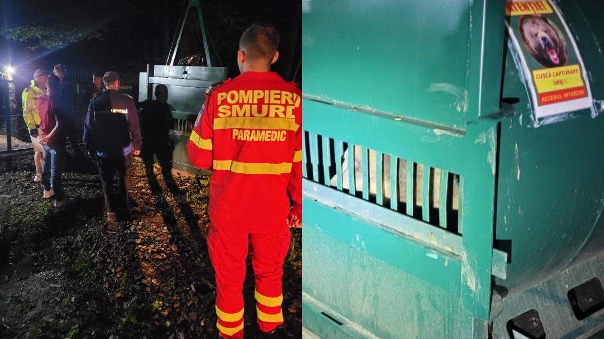 urs ucis autoritati slanic moldova echipa interventie tranchiliza alt exemplar relocare