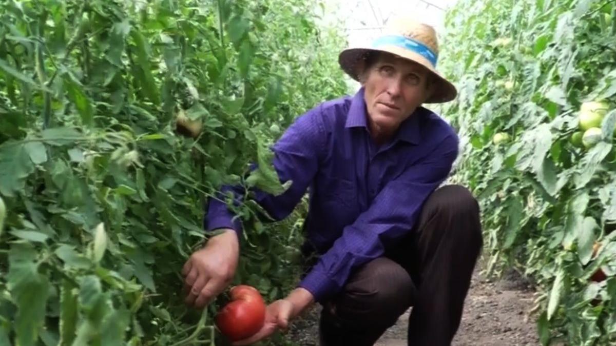 rosii bio kilogram fiecare crescute legumicultor suceava