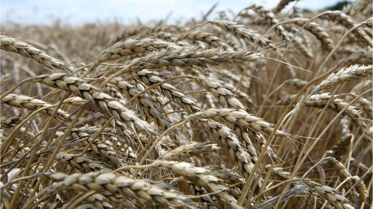 daea productie grau 2022