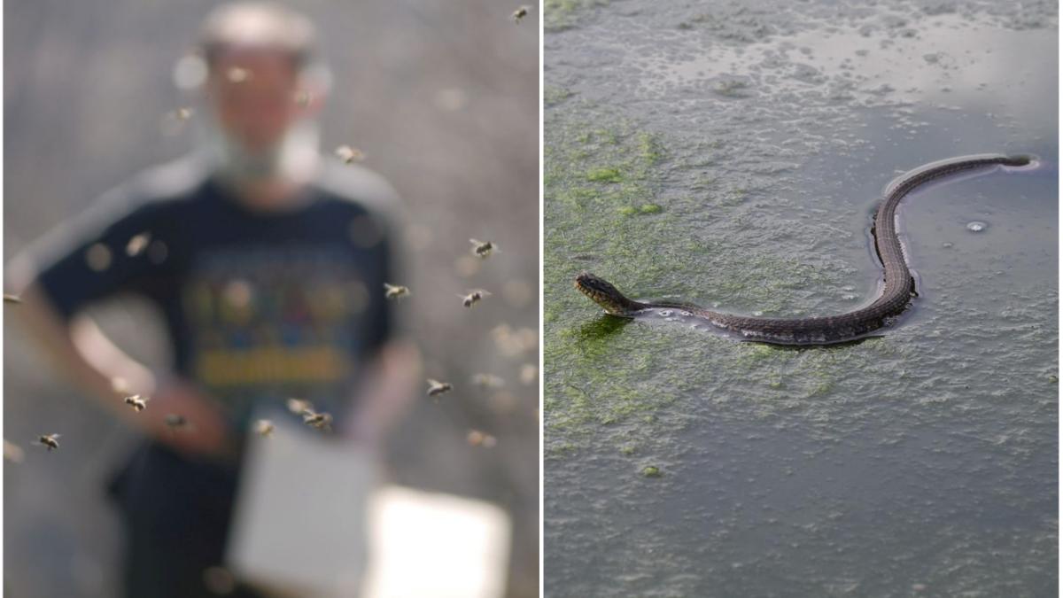 Efectele caniculei prelungite! Insectele şi reptilele au devenit mai agresive