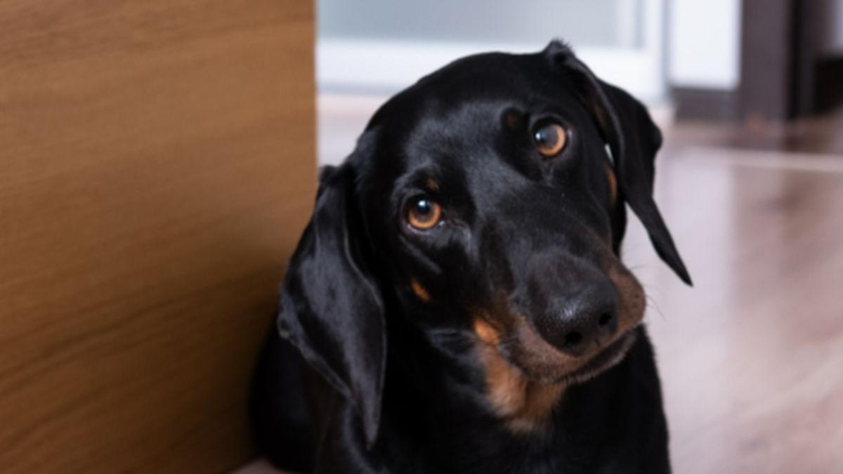 politia animalelor caini fara mancare